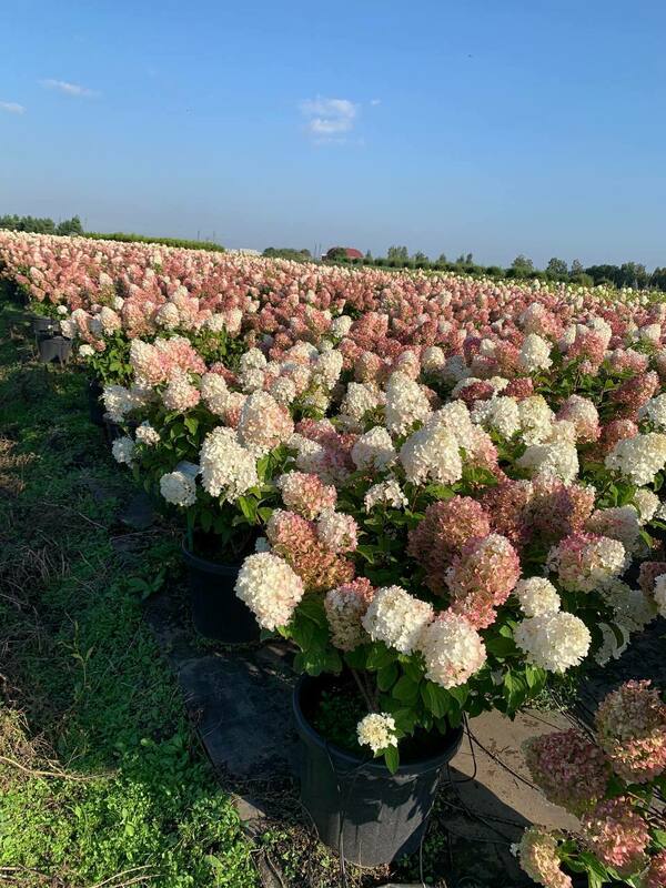 Гортензия метельчатая Сильвер Доллар (Hydrangea paniculata 'Silver Dollar')