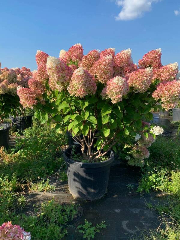 Гортензия метельчатая Сильвер Доллар (Hydrangea paniculata 'Silver Dollar')