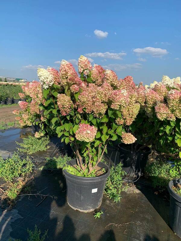 Гортензия метельчатая Сильвер Доллар (Hydrangea paniculata 'Silver Dollar')