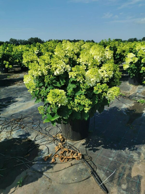 Гортензия метельчатая Сильвер Доллар (Hydrangea paniculata 'Silver Dollar')