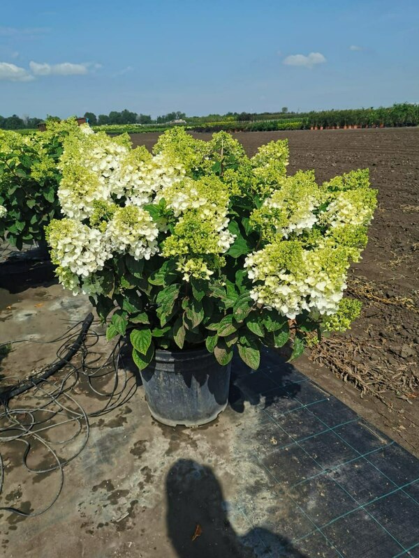Гортензия метельчатая Сильвер Доллар (Hydrangea paniculata 'Silver Dollar')