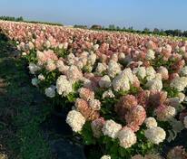 Гортензия метельчатая Сильвер Доллар (Hydrangea paniculata 'Silver Dollar')