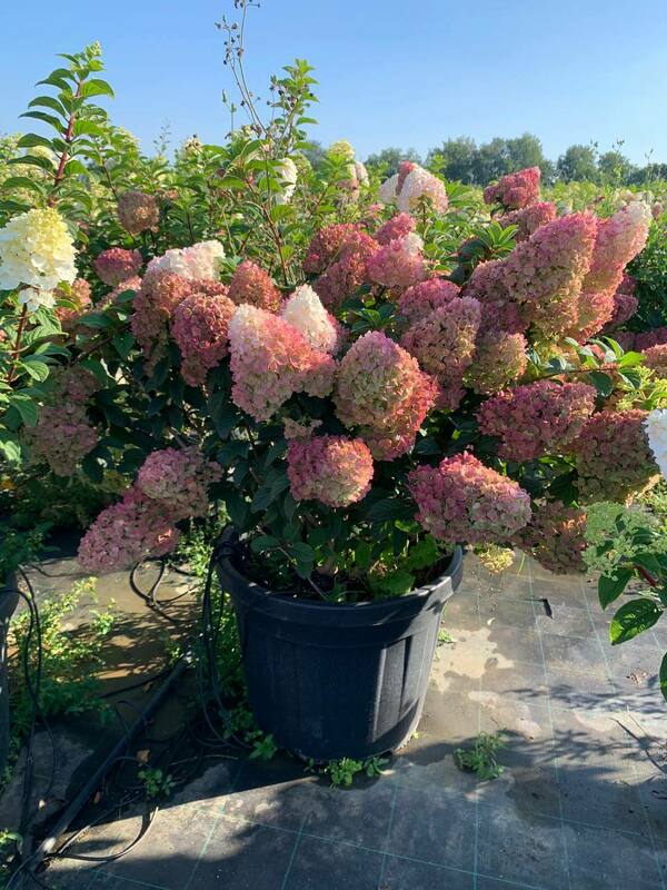 Гортензия метельчатая Сандей Фрейз (Hydrangea paniculata 'Sundae Fraise')