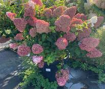 Гортензия метельчатая Сандей Фрейз (Hydrangea paniculata 'Sundae Fraise')