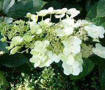 Гортензия метельчатая Юник (Hydrangea paniculata 'Unique')