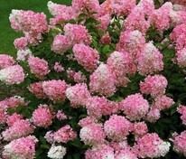 Гортензия метельчатая Ванилла Фрейз (Hydrangea paniculata 'Vanille Fraise')