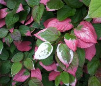 Актинидия коломикта Адам (Actinidia kolomikta 'Adam') (мужская)