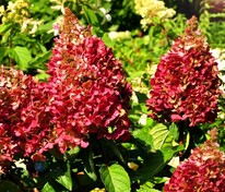 Гортензия метельчатая Вимс Ред (Hydrangea paniculata 'Wim\'s Red')
