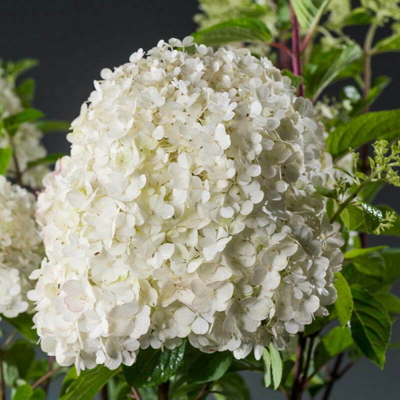 Гортензия метельчатая Бобо (Hydrangea paniculata 'Bobo')