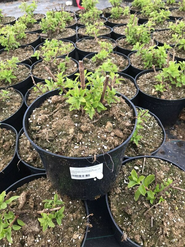 Гортензия метельчатая Бобо (Hydrangea paniculata 'Bobo')