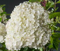 Гортензия метельчатая Бобо (Hydrangea paniculata 'Bobo')