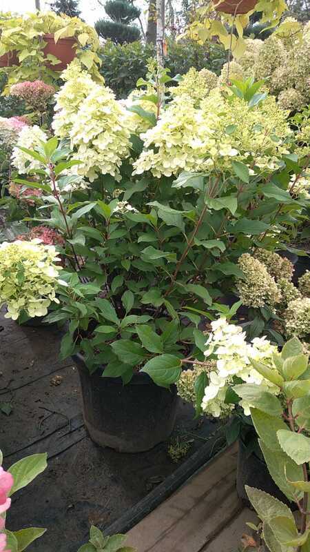 Гортензия метельчатая Геркулес (Hydrangea paniculata 'Hercules')