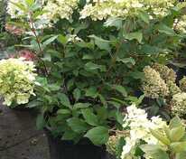 Гортензия метельчатая Геркулес (Hydrangea paniculata 'Hercules')