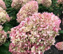 Гортензия метельчатая Жемчужина Фестиваля (Hydrangea paniculata 'Perle de Festival')