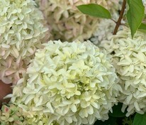 Гортензия метельчатая Мэджикал Лайм Спаркл (Hydrangea paniculata 'Magical Lime Sparkle')