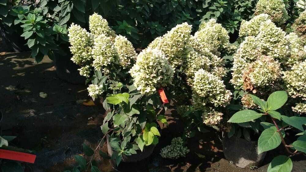 Гортензия метельчатая Мэджикал Маттерхорн (Hydrangea paniculata 'Magical Matterhorn')