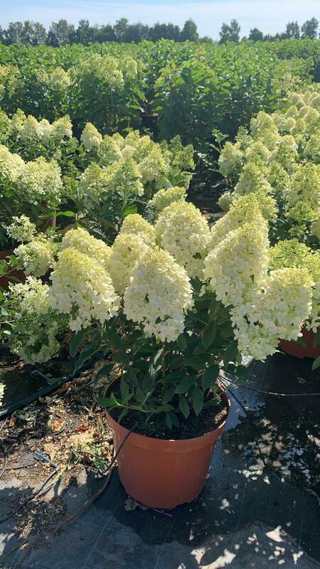 Гортензия метельчатая Мэджикал Маттерхорн (Hydrangea paniculata 'Magical Matterhorn')