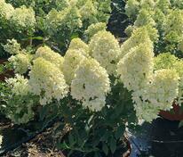 Гортензия метельчатая Мэджикал Маттерхорн (Hydrangea paniculata 'Magical Matterhorn')