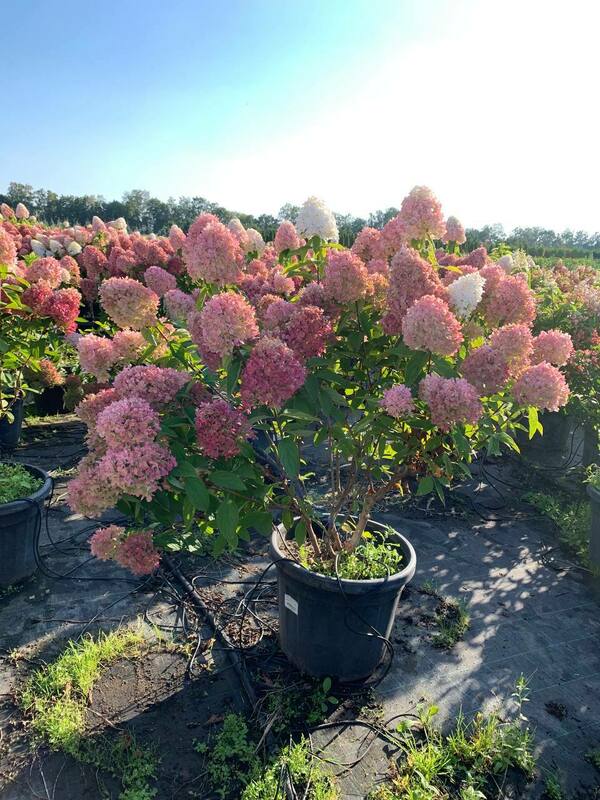 Гортензия метельчатая Мэджикал Свит Саммер (Hydrangea paniculata 'Magical Sweet Summer')