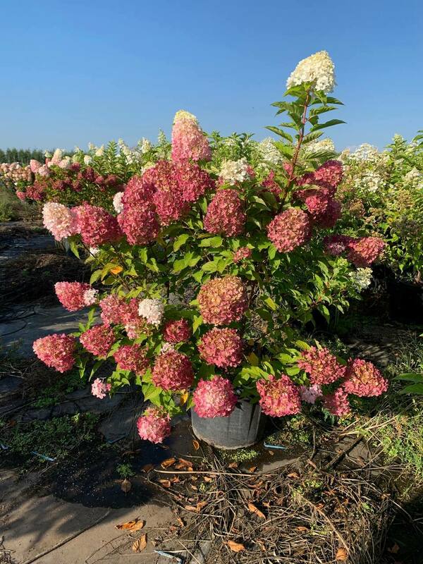 Гортензия метельчатая Пинк энд Роуз (Hydrangea paniculata 'Pink and Rose')