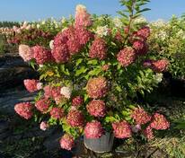 Гортензия метельчатая Пинк энд Роуз (Hydrangea paniculata 'Pink and Rose')