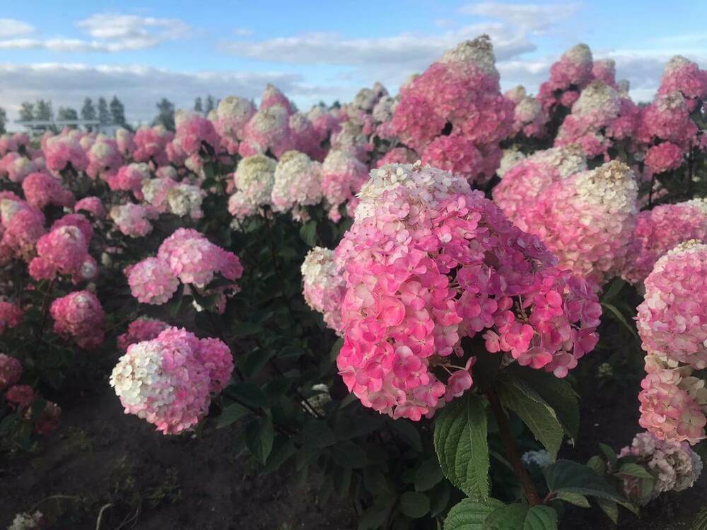 Гортензия метельчатая Самарская Лидия (Hydrangea paniculata 'Samarskaya Lidiya')