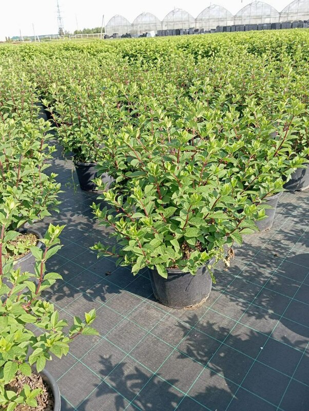 Гортензия метельчатая Самарская Лидия (Hydrangea paniculata 'Samarskaya Lidiya')