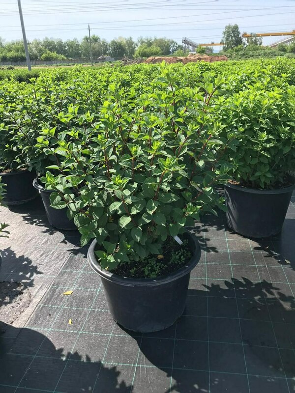 Гортензия метельчатая Самарская Лидия (Hydrangea paniculata 'Samarskaya Lidiya')