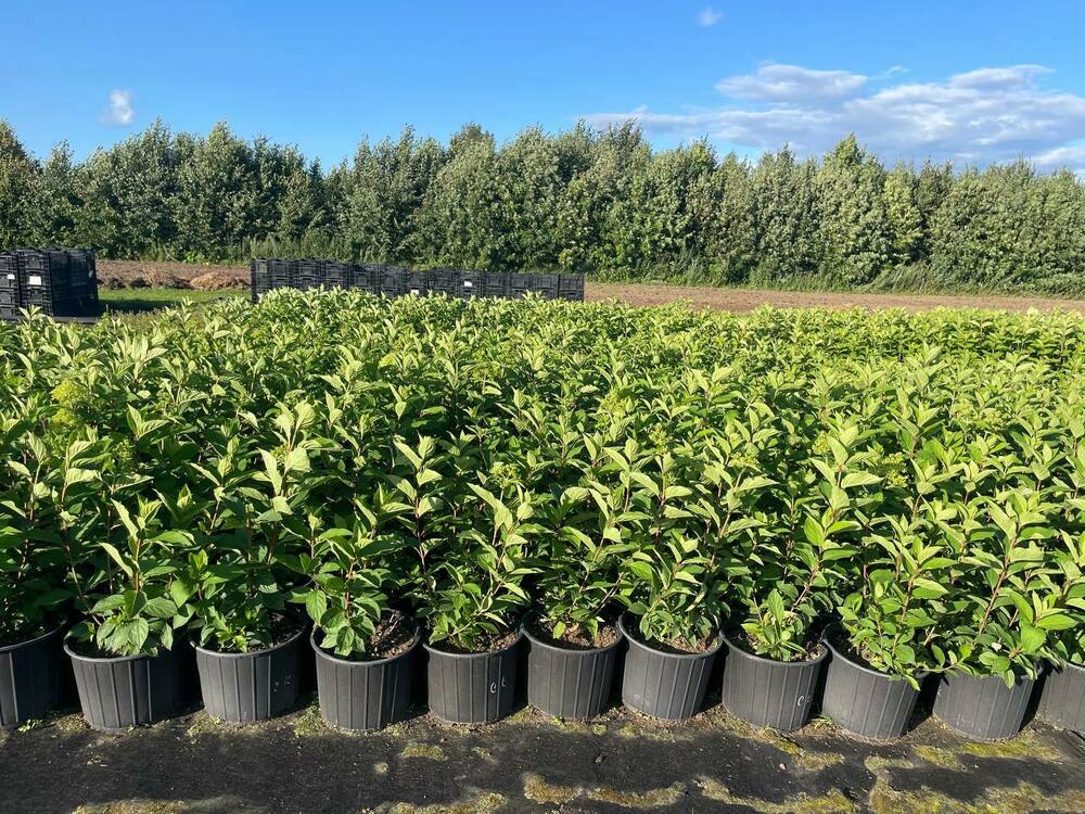 Гортензия метельчатая Самарская Лидия (Hydrangea paniculata 'Samarskaya Lidiya')