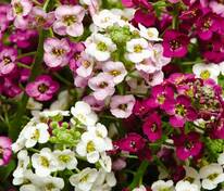 Алиссум в ассортименте (Alyssum sp.)