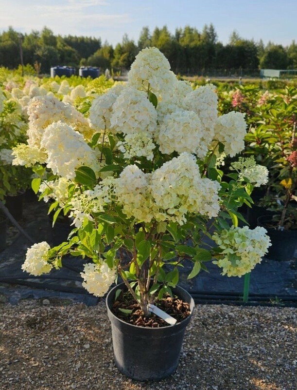 Гортензия метельчатая Саммер Сноу (Hydrangea paniculata 'Summer Snow')