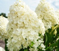 Гортензия метельчатая "Summer Snow" (Саммер Сноу)