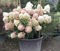Гортензия метельчатая Саммер Сноу (Hydrangea paniculata 'Summer Snow')