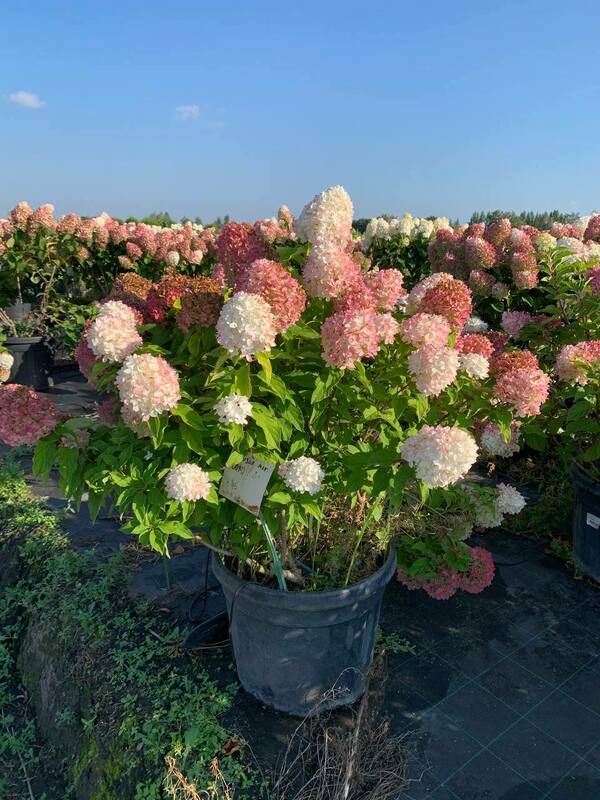 Гортензия метельчатая Саммер Лав (Hydrangea paniculata 'Summer Love')