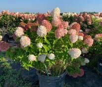 Гортензия метельчатая Саммер Лав (Hydrangea paniculata 'Summer Love')