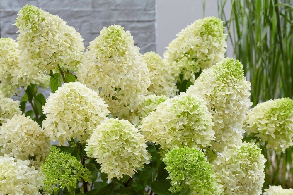 Гортензия метельчатая Скайфолл (Hydrangea paniculata 'Skyfall')