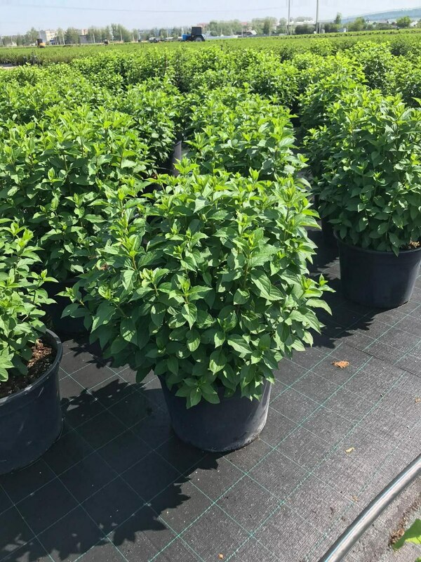 Гортензия метельчатая Скайфолл (Hydrangea paniculata 'Skyfall')