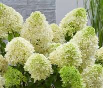 Гортензия метельчатая Скайфолл (Hydrangea paniculata 'Skyfall')