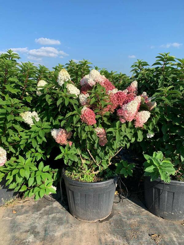 Гортензия метельчатая Строберри Блоссом (Hydrangea paniculata 'Strawberry Blossom')