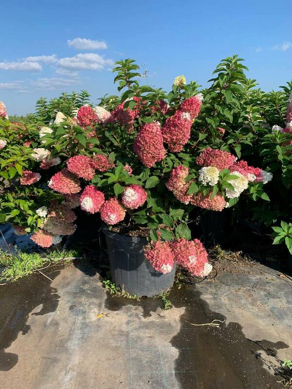 Гортензия метельчатая Строберри Блоссом (Hydrangea paniculata 'Strawberry Blossom')