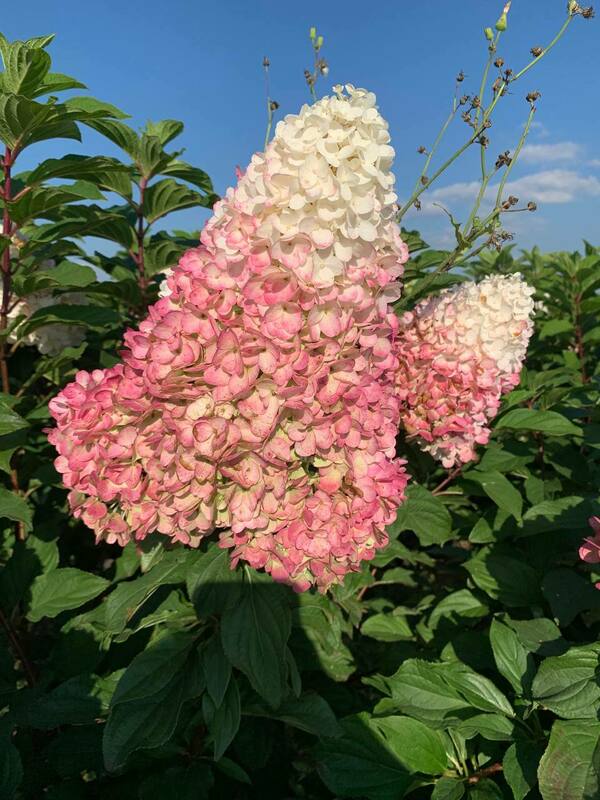 Гортензия метельчатая Строберри Блоссом (Hydrangea paniculata 'Strawberry Blossom')