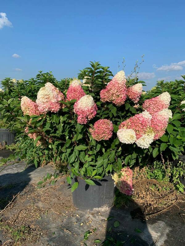 Гортензия метельчатая Строберри Блоссом (Hydrangea paniculata 'Strawberry Blossom')