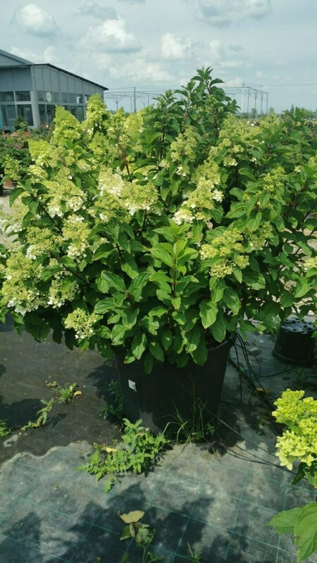 Гортензия метельчатая Строберри Блоссом (Hydrangea paniculata 'Strawberry Blossom')