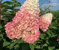 Гортензия метельчатая Строберри Блоссом (Hydrangea paniculata 'Strawberry Blossom')