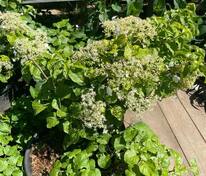 Гортензия черешковая (Hydrangea anomala subsp. petiolaris)