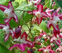Горянка красная (Epimedium x rubrum)