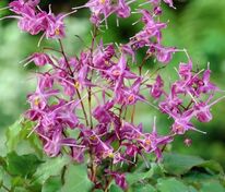 Горянка крупноцветковая Лилафи (Epimedium grandiflorum 'Lilafee')