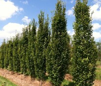 Граб обыкновенный Пирамидалис (Carpinus betulus 'Pyramidalis')