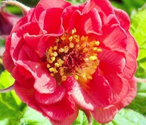 Гравилат Блейзинг Сансет (Geum 'Blazing Sunset')