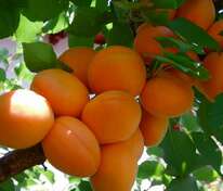 Абрикос Жигулевский Сувенир (Prunus armeniaca 'Zhigulevskii Suvenir')